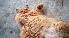 Cet énorme chat de 16 kg est placé dans un refuge après la mort de son propriétaire – il trouve finalement un foyer idéal