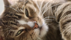 Un rare cas de chat testé positif au coronavirus en Belgique