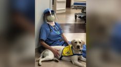 Un chien assistant médical apporte du réconfort aux médecins urgentistes en première ligne