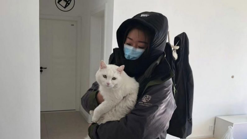 Un membre de Vshine, un groupe de défense des animaux en Chine, s'occupe d'un chat de compagnie qui a été abandonné lors de l'épidémie de coronavirus de Wuhan, à Wuhan, en Chine, le 15 mars 2020. (Avec l'aimable autorisation de Vshine) 