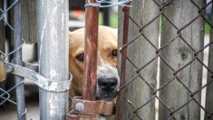 Une chienne maltraitée se cache dans un coin en tremblant dans un refuge, sa transformation est étonnante