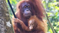 Un bébé orang-outan fait une crise de colère alors que sa mère, stoïque, le traîne dans l’enceinte du parc animalier
