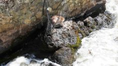 Un castor piégé pendant des jours sur la berge d’une rivière déchaînée reçoit l’aide de sauveteurs d’animaux