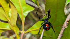 Une scientifique sud-africaine découvre une nouvelle espèce d’araignée veuve noire à sac d’œufs violet