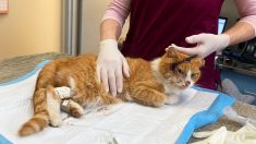 Cupidon, un chat tigré, a survécu pendant une semaine avec une flèche dans la tête, en attendant une opération pour le sauver
