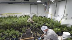 Cannabis: pour payer leur passeur, des migrants étaient contraints de «jardiner» dans deux fermes du Loiret