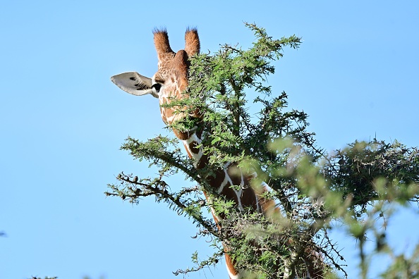Une girafe réticulée mâle à la réserve d'Ol-Pejeta, au siège du comté de Laikipia, Nanyuki. - Ol-Pejeta, un conservatoire privé sur le plateau de Laikipia au Kenya qui abrite, d'autres espèces menacées.   (Photo : TONY KARUMBA/AFP via Getty Images)