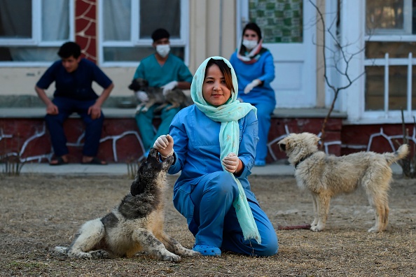 - Le 25 février 2020, la vétérinaire en chef Tahera Rezai, 30 ans, joue avec des chiens dans la cour de la clinique pour petits animaux de Kaboul à Kaboul. Les femmes de tout le pays déchiré par la guerre sont inquiètes de perdre leurs libertés durement gagnées dans la poursuite de la paix. Photo de WAKIL KOHSAR / AFP via Getty Images.