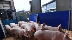 2000 cochons ont été expédiés par avion depuis Brest vers la Chine