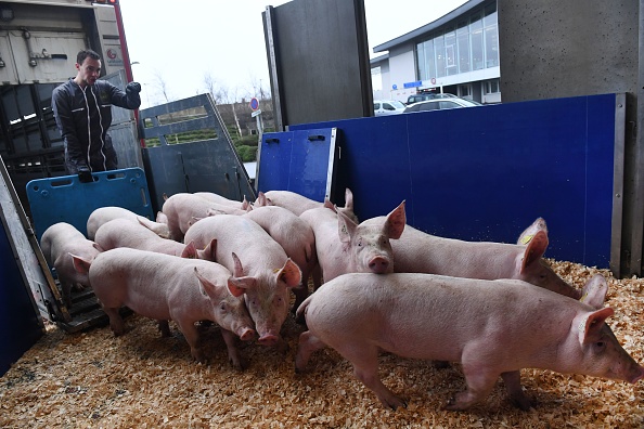 Les cochons ont été placés dans des cages pour être transportés par avion depuis l'aéroport Guipavas de Brest. (FRED TANNEAU/AFP via Getty Images)