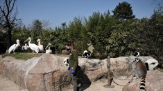 Italie : un zoo déserté à cause du coronavirus de Wuhan, lance un appel à l’aide pour la survie des animaux