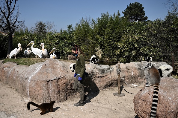 Une responsable du zoo  s'occupe des lémuriens et des pélicans pendant le confinement du pays. (Photo : MARCO BERTORELLO/AFP via Getty Images)