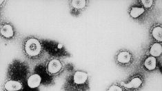 Le coronavirus peut survivre dans l’air pendant 3 heures, sur des surfaces jusqu’à 3 jours selon une étude