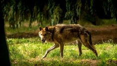 Drôme : une attaque de loup fait 8 victimes parmi les brebis dans la plaine de Montélimar