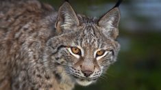 Un lynx retrouvé mort dans le Jura, une enquête ouverte pour braconnage