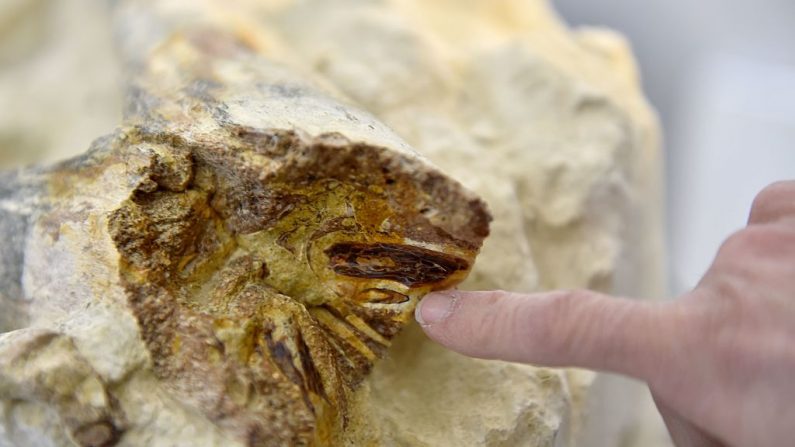 Illustration d'un fossile (LOIC VENANCE/AFP via Getty Images)