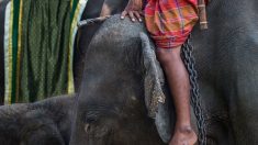 Confinement en Thaïlande : « les éléphants à touristes » menacés de mourir de faim