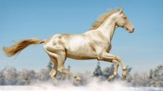 L’Akhal-Teke est considéré comme l’une des plus anciennes races de cheval existantes