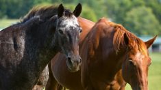 Loire-Atlantique : elle sort du confinement pour abreuver ses chevaux et écope d’une amende de 135 euros