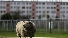 Loire : malgré le confinement en vigueur, il décide de promener ses deux moutons dans un parc