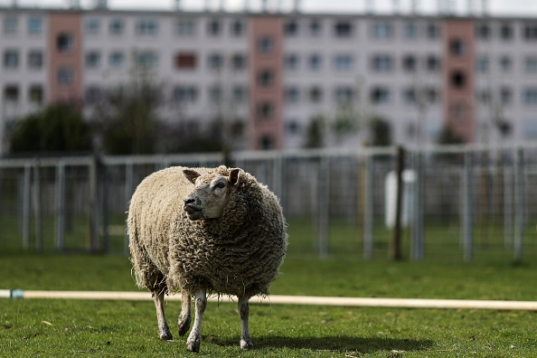 Photo d'illustration. Crédit : KENZO TRIBOUILLARD/AFP via Getty Images.