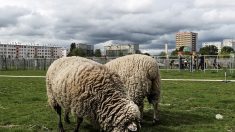 Seine-et-Marne – Un agriculteur se fait voler 16 moutons en plein confinement : « Mes animaux ont été mangés »