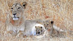 Une maman lionne adopte un petit léopard malade et abandonné et en prend soin comme si c’était le sien
