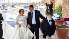 Un homme amène un lama en smoking au mariage de sa sœur, en respectant sa promesse faite cinq ans plus tôt