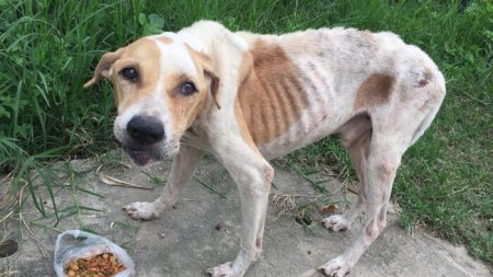 37 chiens et chiots pitbulls affamés et effrayés, sauvés d’un présumé réseau de combats de chiens