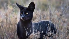 Un photographe saisit un serval noir extrêmement rare en Afrique