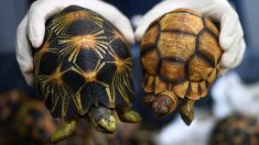 Près de 10 000 tortues en voie d’extinction sont retrouvées entassées dans une maison de Madagascar