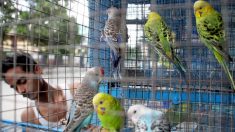 Des agents de protection de l’environnement sauvent 550 oiseaux entassés dans de minuscules cages d’un marché illégal d’animaux de compagnie en Inde