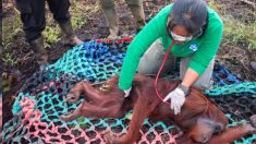 Un orang-outan criblé de balles, sauvé de la famine, se rétablit et retourne dans la nature
