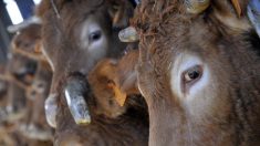 Loire-Atlantique : un agriculteur retrouve l’une de ses vaches tuée d’une balle dans la tête et découpée en morceaux