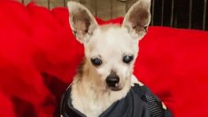 L’histoire d’un petit chien abandonné chez le vétérinaire parce qu’il était «trop vieux» devient virale sur les médias sociaux, ce qui l’aide à trouver un foyer permanent