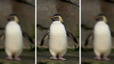 [Vidéo] L’aquarium étant fermé aux humains, les pingouins se promènent librement et rencontrent les autres pensionnaires