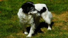 Un chien retrouvé pendu à un arbre dans un petit village de Haute-Corse