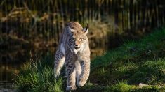 Alsace : appel à témoins pour retrouver le braconnier qui a tué un lynx – 2.000 euros de récompense