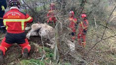 Clermont-Ferrand: les pompiers du Puy-de-Dôme secourent un cheval tombé dans un ravin