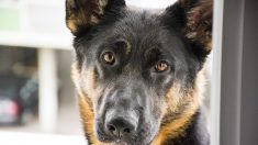 Un chien perdu se présente au comptoir du commissariat pour signaler sa propre disparition