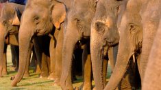 Un troupeau d’éléphants pleure la mort d’un homme qui les a sauvés des braconniers en formant un «cortège funèbre»