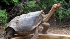 La tortue des Galápagos âgée de 130 ans qui a sauvé son espèce de la quasi-extinction prend sa retraite sur l’île d’Española