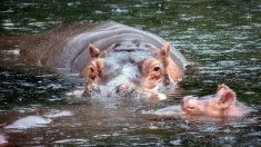 Pendant ce temps en Belgique, un petit hippopotame est né au parc Pairi Daiza