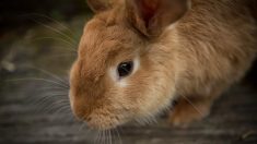 Vaucluse: un couple verbalisé pour avoir promené un lapin pendant le confinement