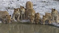 Élevés pour leurs os, 108 lions sont détenus en captivité dans des conditions épouvantables