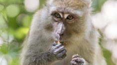 Thaïlande: une bagarre générale éclate entre des centaines de singes dans les rues