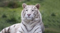 Moselle: le zoo d’Amnéville annonce la naissance de 3 bébés tigres blancs