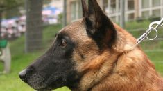 Finistère : Chinook, le chien de recherche et de sauvetage du SDIS 29, est décédé