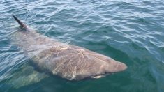 [Vidéo] Des requins pèlerins observés en plein port de Brest, profitant du confinement pour se nourrir dans la rade