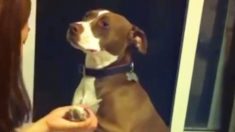Un pitbull exagère son anxiété en faisant le mort afin d’éviter le coupe-ongles, la vidéo est hilarante